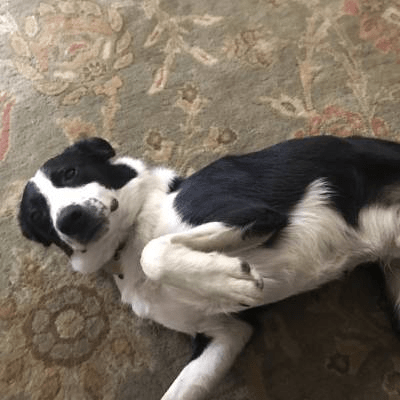 PET SITTING